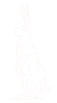 hand illustrated rabbit