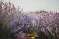 Lavender field in bloom, inspiration for the name and philosophy of Lavender & Ink Studios