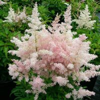 products-Astilbe_Europa-(2)