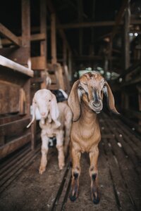 one white goat and one brown goat standing next to each other