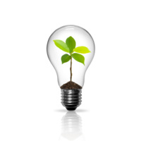 A light bulb with a thriving plant inside, symbolizing the transformative growth and positive change clients experience through my services.