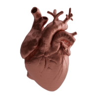Anatomical heart