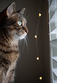 Cat looking out the window blinds