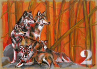 2 wolf