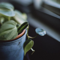 Screen Shot 2020-05-24 at 7.11.12 PM