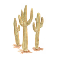 cactus-08