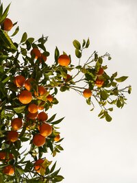 Clementines represent wellness