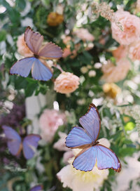 Butterflies | Nicole Chapman Design