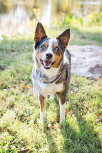 Austin Family Photographer, Tiffany Chapman Photography fall family portrait photo
