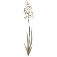 Wildflower in yellow cute stem graphic