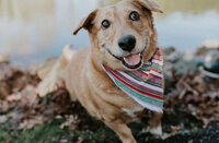 April Graber Photography dog 