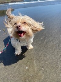 A puppy smiling on the beach with her fur blowing in the wind