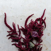 Amaranthus-Hopi-Red-Dye-2250_800x