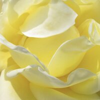 The center of a warm yellow rose opening to reveal a new layer