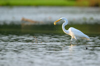 An egret captures a fish at Huntley Meadows Park, freezing the moment as water droplets scatter during the fish’s struggle, captured by Nathan Sottung, a wedding photographer with a passion for wildlife photography and diverse interests.