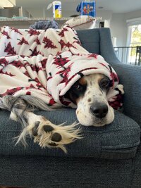 Tri-color English Setter wrapped up in a Christmas blanket with only the face and one tufted paw showing