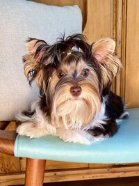 A dark colored yorkie laying on the floor