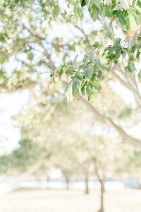 Photo of Nature during Engagement Session in Arizona07