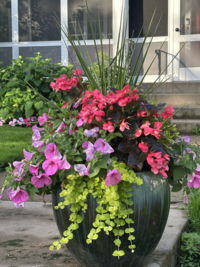 Dale_K_garden_guy