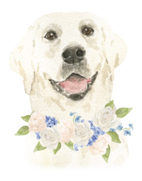 Labrador-Retriever-Floral-Collar-Luna-The-Welcoming-District