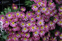 bright purple flowers with yellow centers