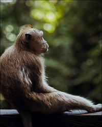 Thailand Women Only Travel Group