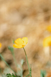 closeup photo of a California poppy flower
