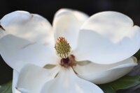 close up of a white magnolia blossom