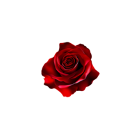 Rock and Roll Red Rose Design in Star of Rock Showit Template