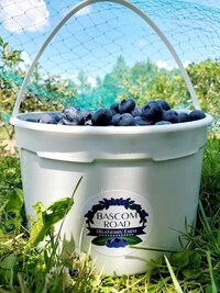 Bascom Road white bucket of PYO berries