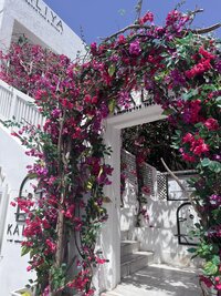 Pink Flower Arch in Europe