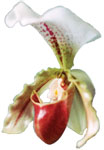 Dancing Light Orchid Essence -  Manifesting Thought Forms essence
