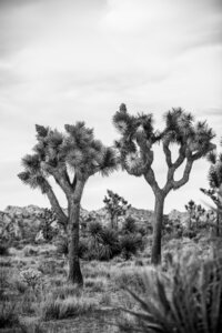 Joshua Tree Photography Print Collection from Earth Light Magic - San Diego & Brazil Photography -  Photography Print Collection from Earth Light Magic - San Diego & Brazil Photography - 6