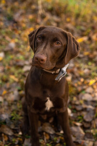 Chocolate Labrador Retriever sits in the leaves