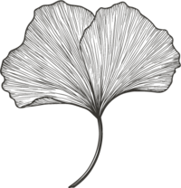 ginkgo illustration