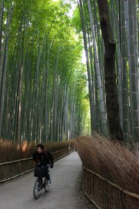 A man in black on a bicycle riding on a path through the green Arashiyama bamboo forest in Kyoto, Japan ©Stephanie Dosch | theViatrix Luxury Travel