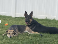 Two German Shephards being obedient in a down