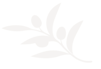 Olive Branch  decorative
