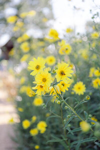 spring yellow flowers blooming