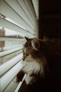 My Cat
