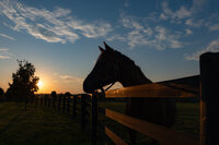 Silhouette of a Thoroughbred mare at sunrise.
