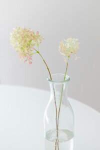 Two delicate hydrangea stems in soft pastel shades placed in a simple clear glass vase on a white surface.