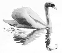 swan with the reflection of the swan below