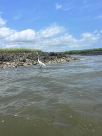 Crane 