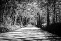 dirt road surrounded by trees