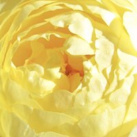 The center of a bright yellow rose opening just enough to reveal its innermost petals 