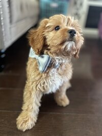 Cavapoo Puppy with blue bow