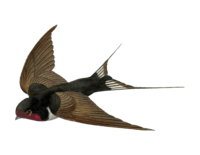 BarnSwallow