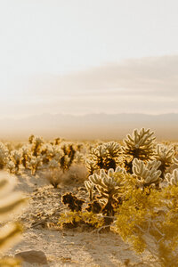 EMILY VANDEHEY PHOTOGRAPHY -- Joshua Tree Engagement Photographer -- Cholla Cactus Garden Sunrise Proposal -- Madison + Trenton-43
