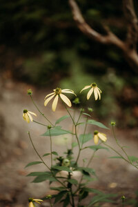 A photograph of a yellow wildflower captured by Melena Lawson. a Blacksburg Virginia family photographer.